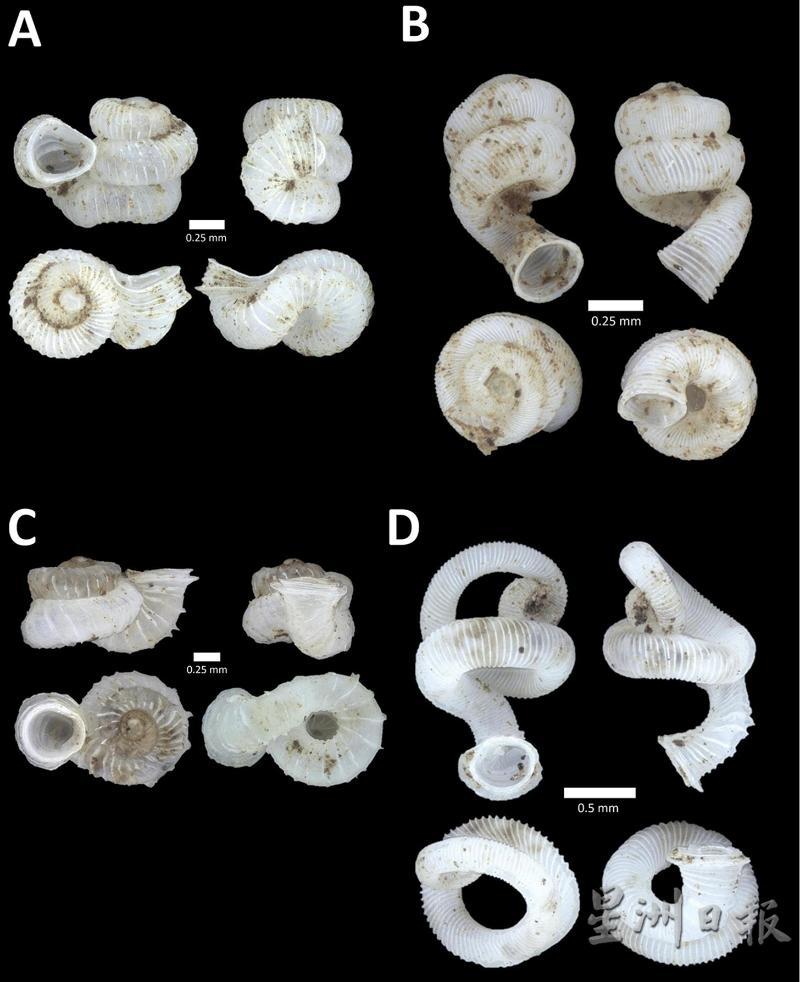 图中标示出0.25或0.5毫米的白线，对比之下即可知这些奇形怪状的蜗牛是多么的迷你。其中D的螺旋状蜗牛于2010年在怡保极乐洞被发现，也成为该年世界十大新品种，后来进一步研究发现，它不仅是新品种，也是新的属（genus）。