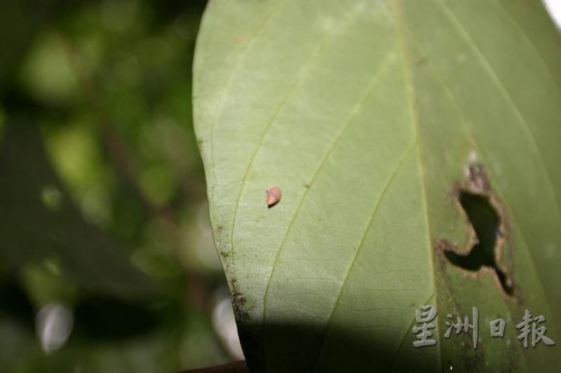 在森林里找体型超小的蜗牛，需要超乎常人的耐心和细心。