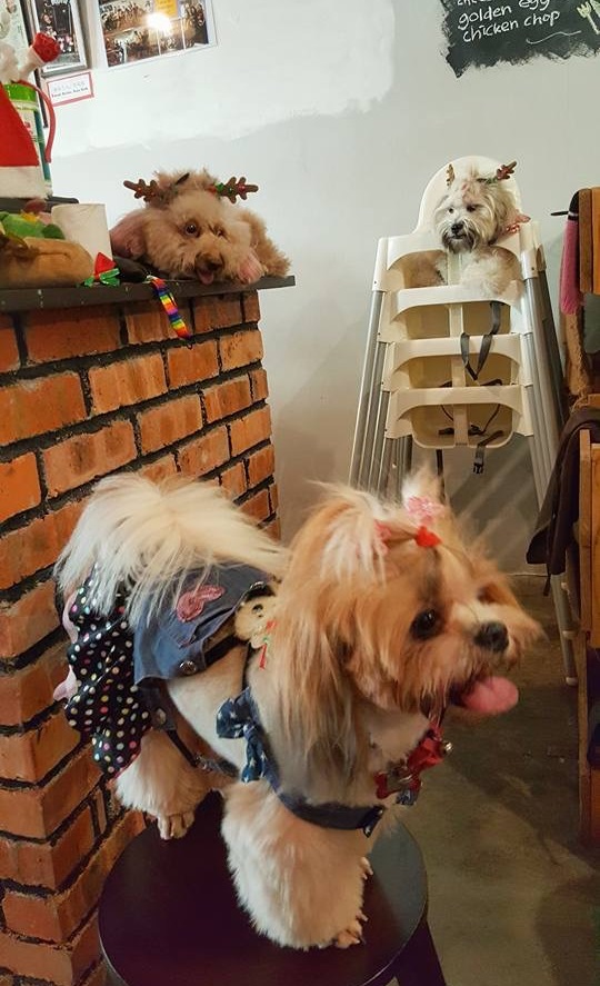 狗狗餐厅允许客户近距离接触宠物狗。