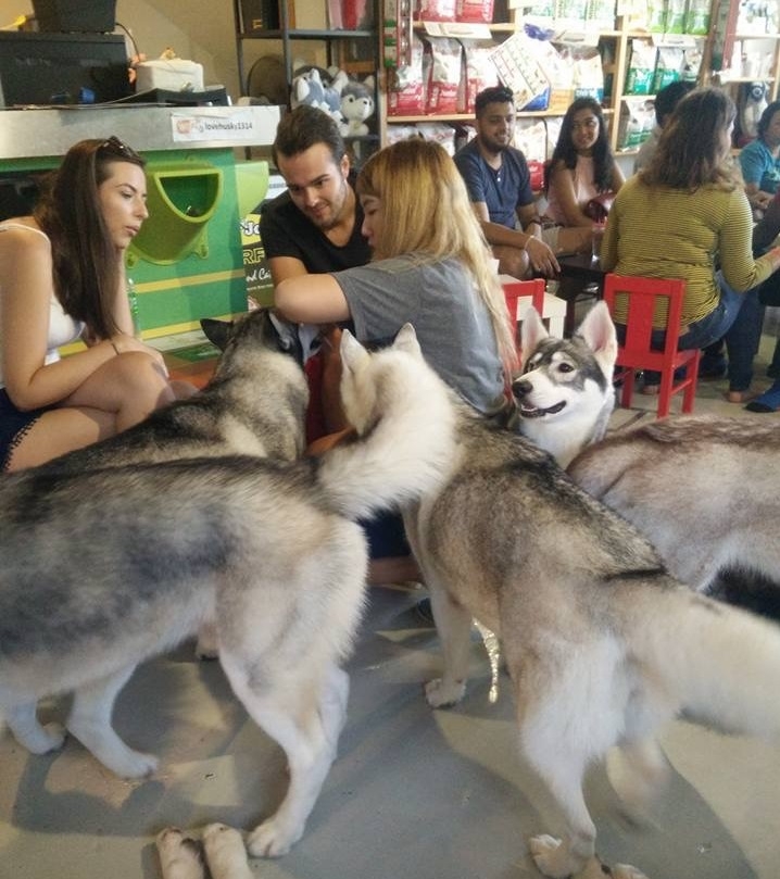 宠物狗在狗狗餐厅里自由走动成了焦点。