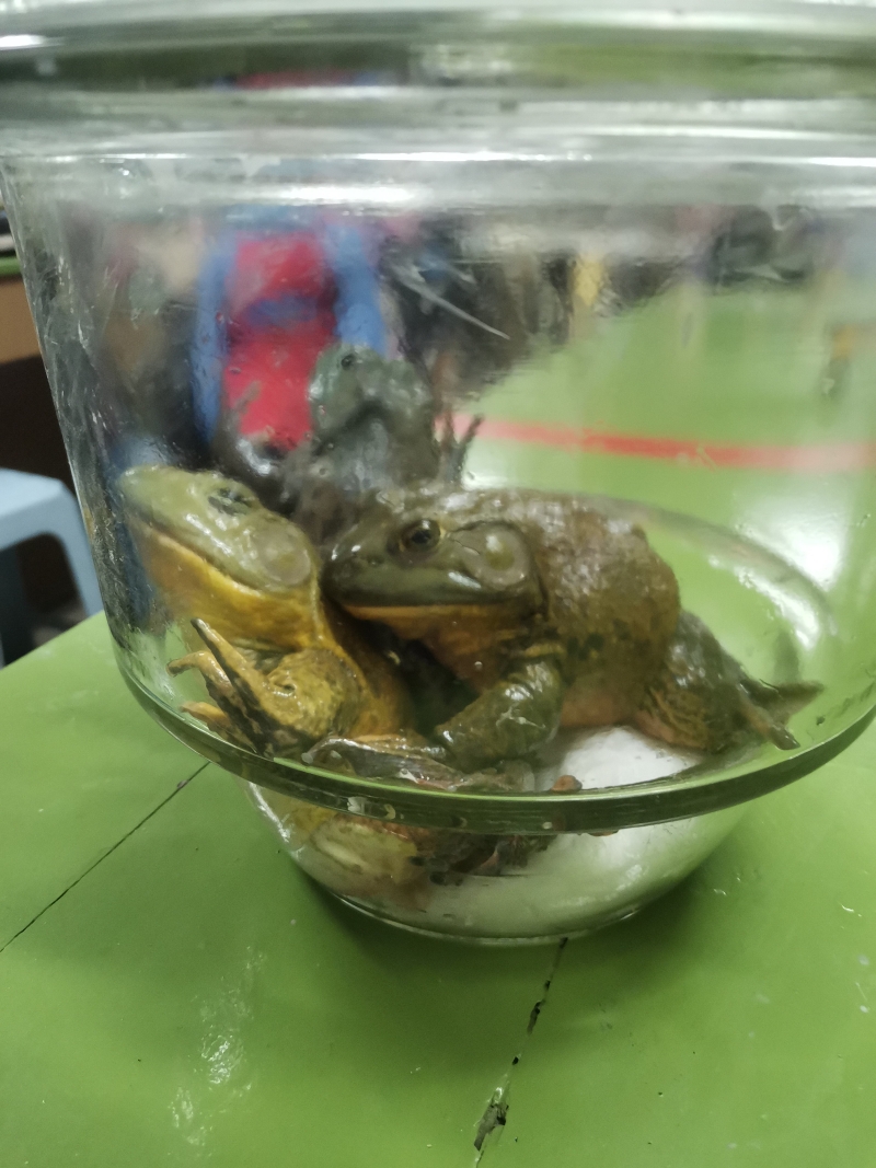 田鸡在透明容器里被麻醉。