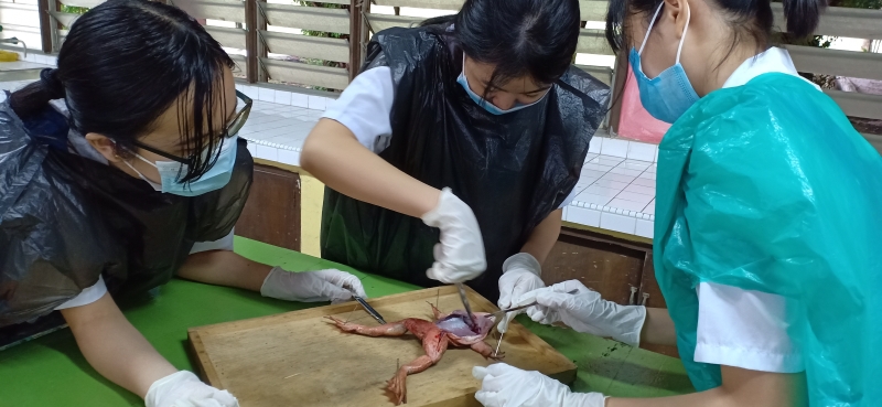 学生小心翼翼的为田鸡解剖。