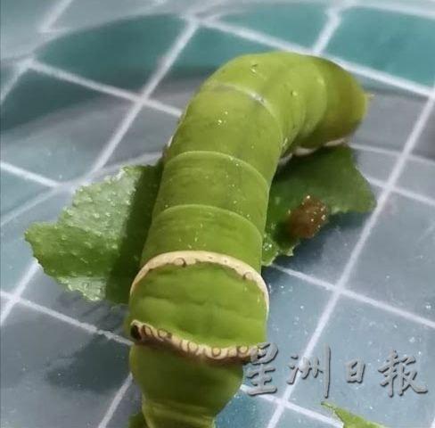 林芷妏将毛毛虫饲养在透明的塑料盒里。