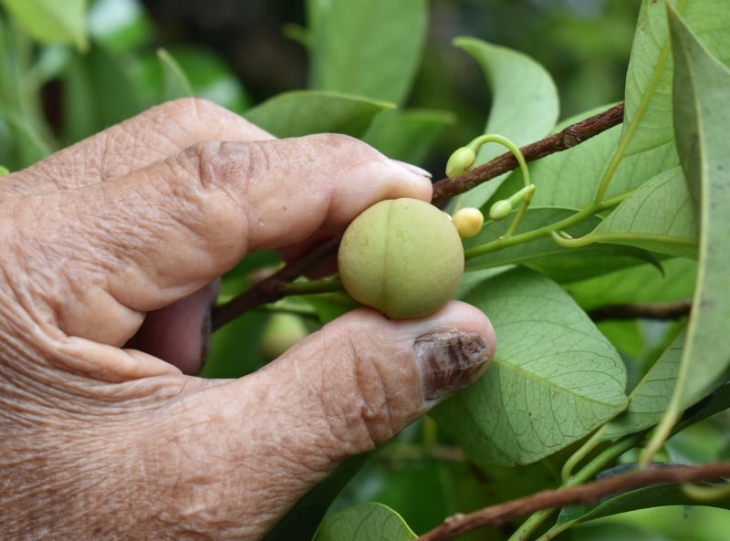 雌性豆蔻：外壳有一条线